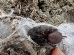 Porrhothele antipodiana