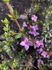 Boronia edwardsii
