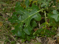 Solanum linnaeanum