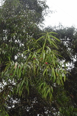 Podocarpus matudae