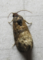 Ecdytolopha