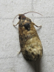 Ecdytolopha