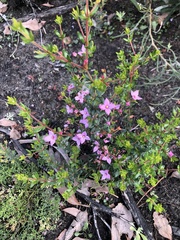 Boronia edwardsii