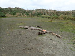 Porrhothele antipodiana