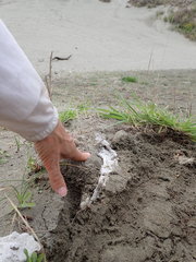 Porrhothele antipodiana