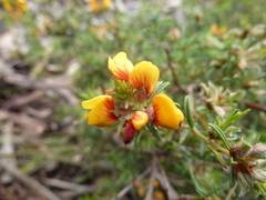 Pultenaea laxiflora