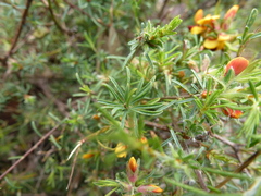 Pultenaea laxiflora