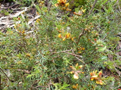 Pultenaea laxiflora