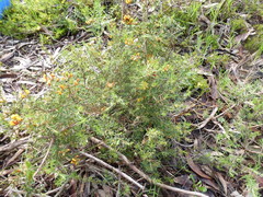 Pultenaea laxiflora