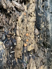 Scutellinia olivascens