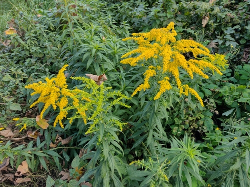 zlatobyľ kanadská (Solidago canadensis)