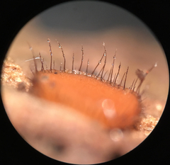 Scutellinia olivascens