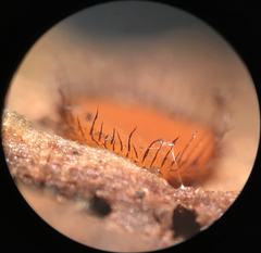 Scutellinia olivascens