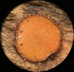Scutellinia olivascens