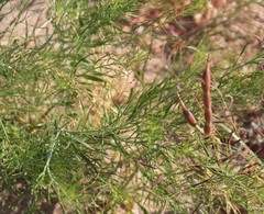 Amsonia arenaria