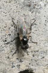 Coenosia atra