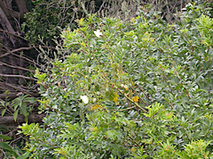 Hibiscus diversifolius