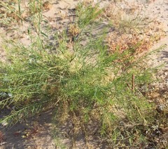 Amsonia arenaria