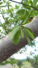 Bursera crenata