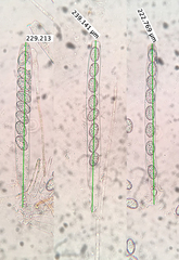 Scutellinia olivascens