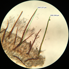 Scutellinia olivascens