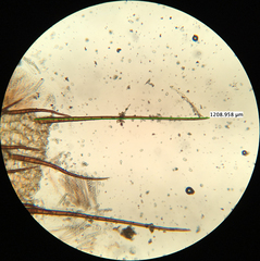 Scutellinia olivascens