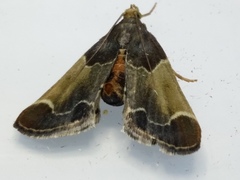 Arescoptera idiotypa