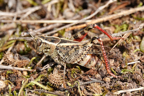 Italian locust