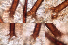 Scutellinia olivascens