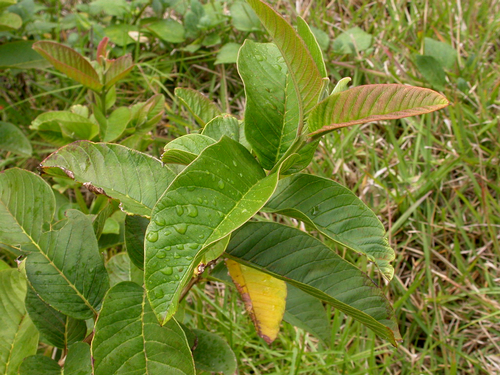 Psidium guajava - Leaves