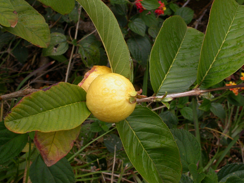 Psidium guajava - Leaves