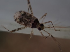 Phytocoris longipennis