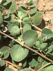 Euphorbia albomarginata