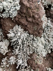 Stereocaulon vesuvianum