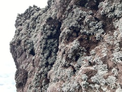 Stereocaulon vesuvianum