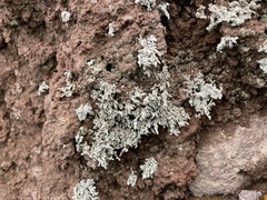 Stereocaulon vesuvianum