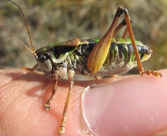 Anonconotus occidentalis