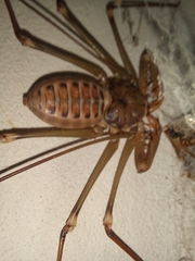 Acanthophrynus coronatus