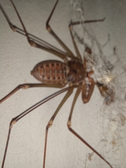 Acanthophrynus coronatus