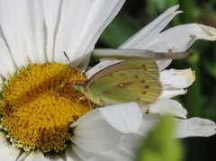 Colias euxanthe