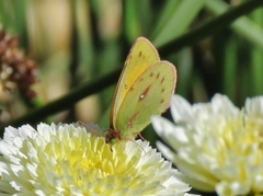 Colias euxanthe