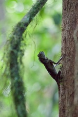 Gonocephalus bornensis