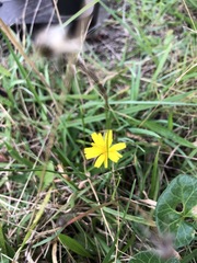 Hypochaeris radicata