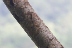 Draco