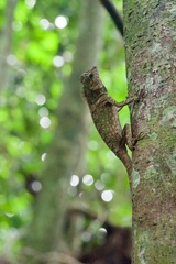 Gonocephalus bornensis