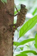 Gonocephalus bornensis