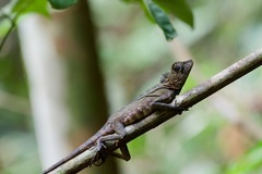 Gonocephalus bornensis