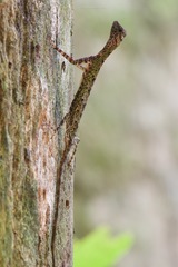 Draco melanopogon