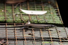 Eutropis rudis