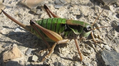 Anonconotus occidentalis